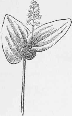 Flower of May. Maianthemum Canadense