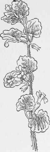 Gill over the Ground. Glecoma hederacea