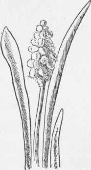 Grape Hyacinth. Muscari botryoides
