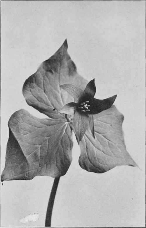 Ill Scented Trillium. Trillium erectum