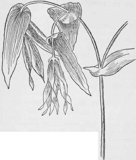 Large Flowered Bellwort. Uvularia grandiflora