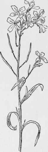 Lyre Leaved Rock Cress. Arabis lyrata