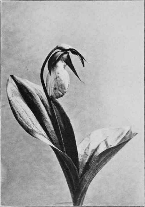 Moccasin Flower. Cypripedium acaule