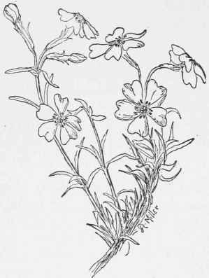 Moss Pink. Phlox subulata