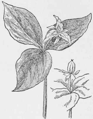 Painted Trillium. Trillium undulatum