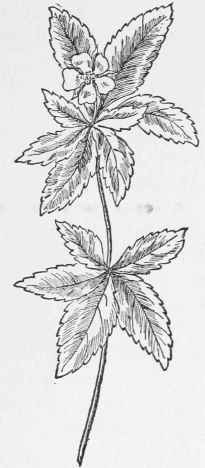 Potentilla. Potentilla Canadensis