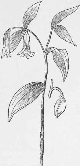 Sessile Bellwort. Uvularia sessifolia