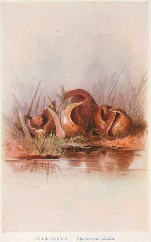 Skunk Cabbage