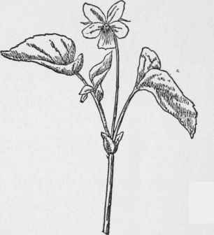 Smooth Yellow Violet. Viola scabruscula