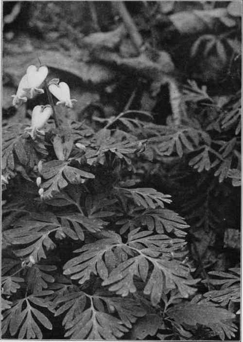 Squirrel Corn at Home. Dicentra Canadensis