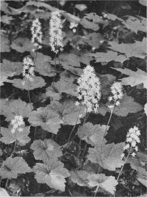 Tiarella at Home. Tiarella cordifolia