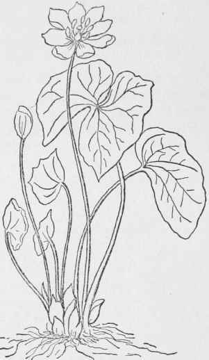 Twinleaf. Jeffersonia diphylla After Gray's Genera Plantae Americas