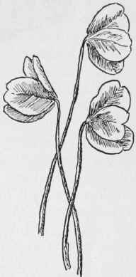 White Clover Leaves at Night. Trifolium ripens