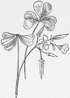 Oxalidaceae Wood Sorrel Family Yellow Wood Sorrel Oxalis Stricta Oxalis Comiculdta Var Stricta