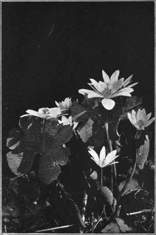 BLOODROOT. Sanguinaria canadensis