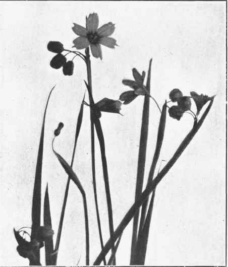 BLUE EYED GRASS. Sisyrinchium angustifolium