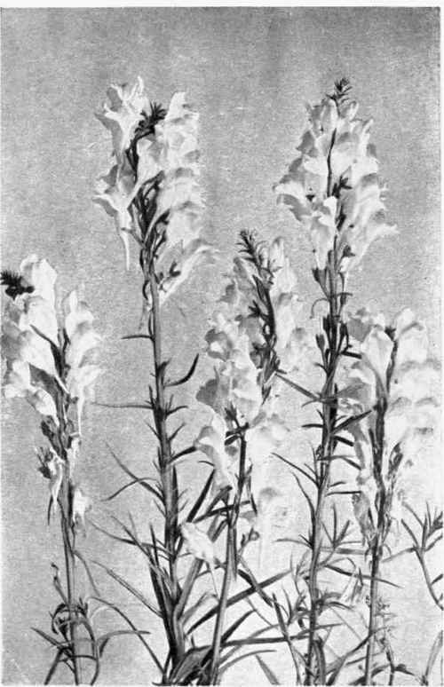 BUTTER AND EGGS. TOADFLAX. Linaria vulgaris