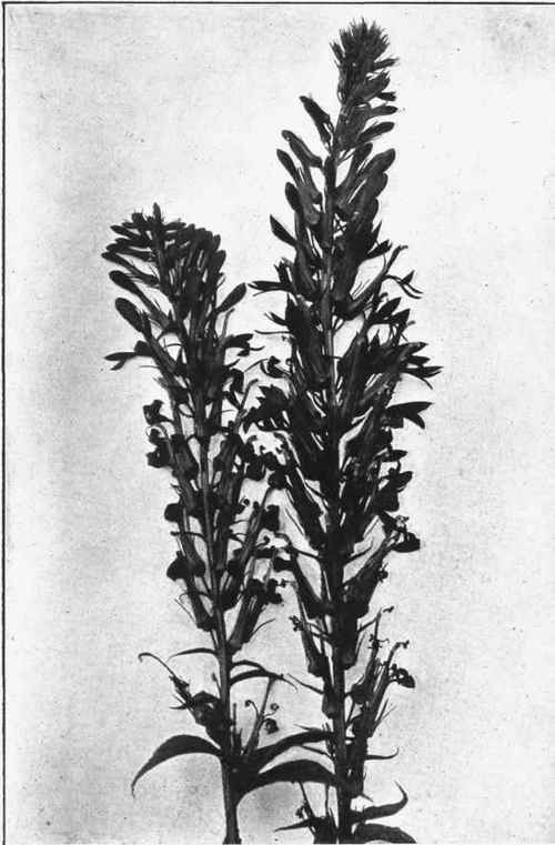 CARDINAL FLOWER. RED LOBELIA. Lobelia cardinalis