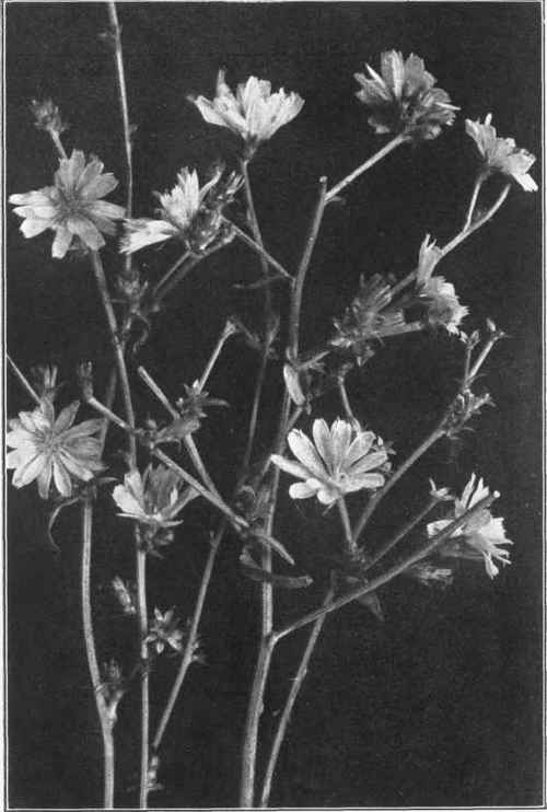 CHICORY. BLUE SAILORS. Cichorium Intybus