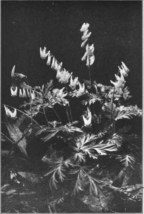 DUTCHMAN's BREECHES. Dicentra Cucullaria