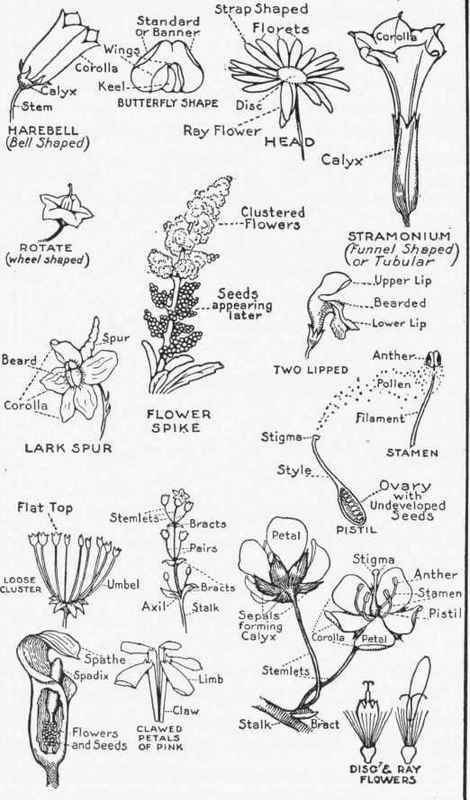 FLOWER FORMS