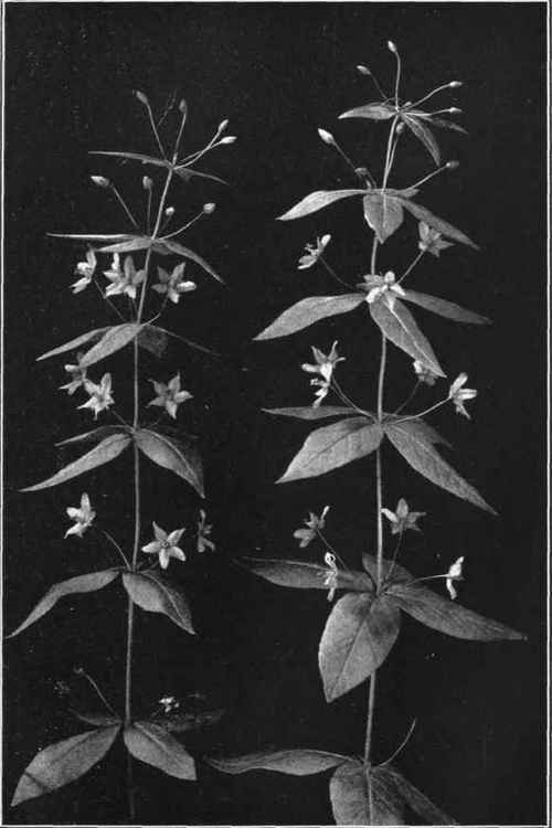 FOUR LEAVED, or WHORLED LOOSESTRIFE. Lysimachia quadrifolia