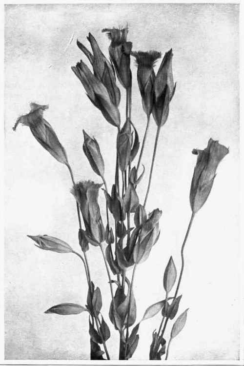FRINGED GENTIAN. Gentiana crinita