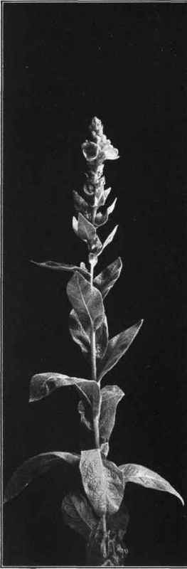 GREAT MULLEIN Verbascum Thapsus