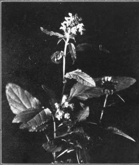 HEAL ALL. Prunella vulgaris
