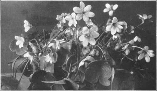HEPATICA. Hepatica triloba