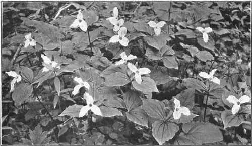 LARGE FLOWERED WAKE ROBIN. Trillium grandiflorum
