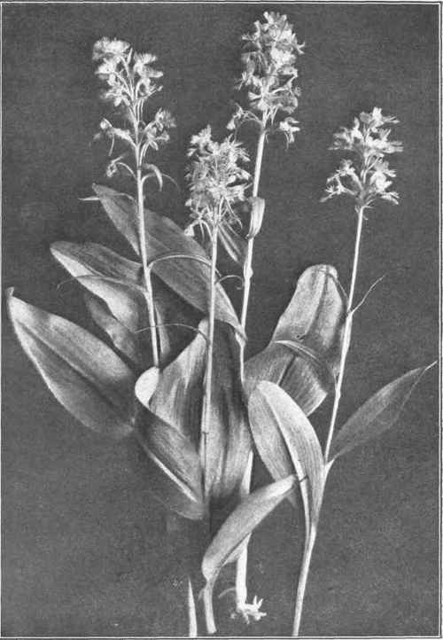 LARGE PURPLE FRINGED ORCHIS. Habenaria fimbriata