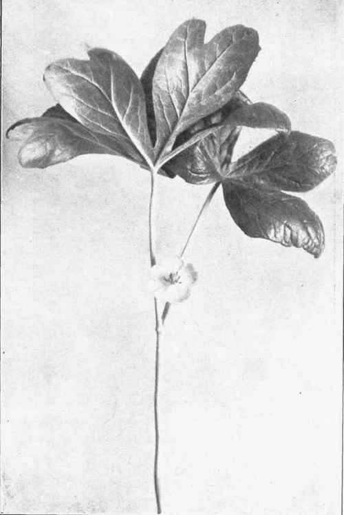 MAY APPLE. MANDRAKE. Podophyllum peltatum