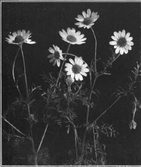 MAY WEED. Anthemis Cotula