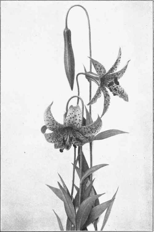 MEADOW LILY. Lilium canadense