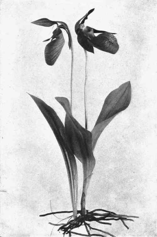 MOCCASIN FLOWER. PINK LADY's SLIPPER. Cypripedium acaule