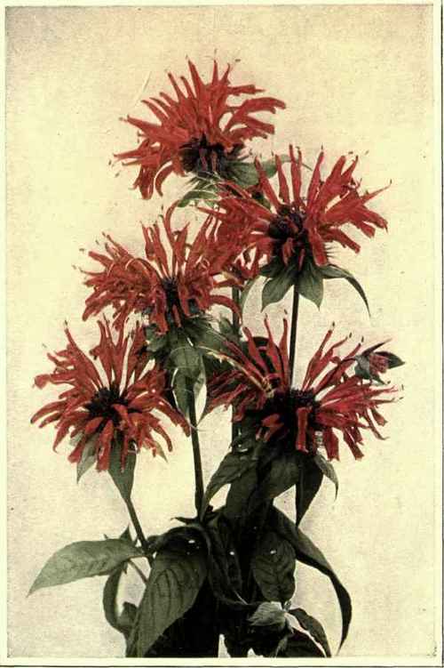 OSWEGO TEA. BEE BALM. Monarda didyma
