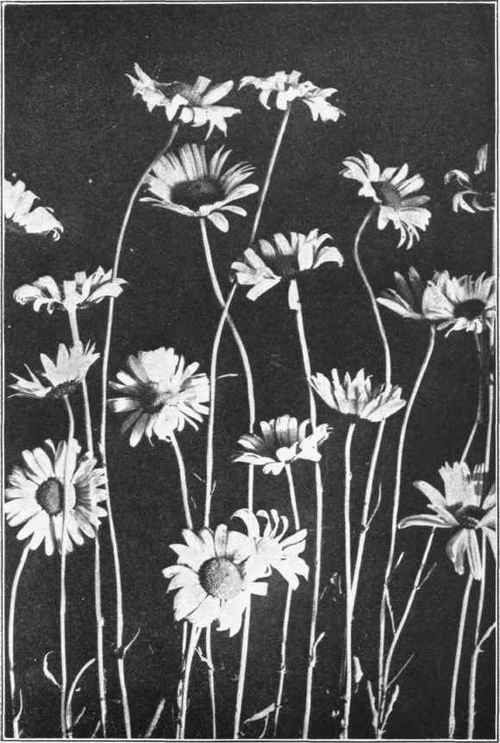 OX EYE DAISY. Chrysanthemum Leucanthemum