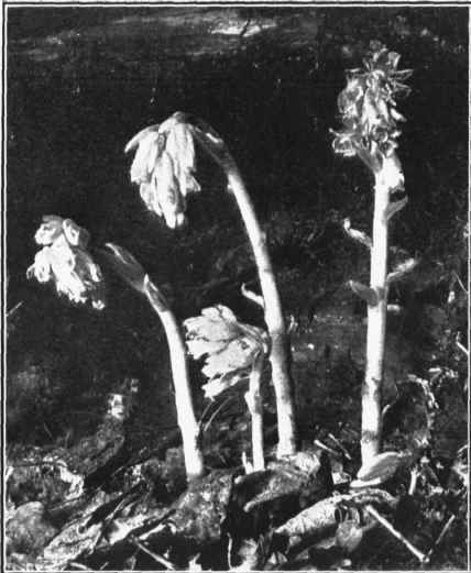 PINESAP. Monotropa Hypopitys