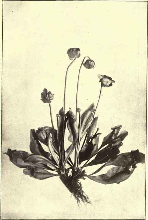 PITCHER PLANT. Sarracenia purpurea
