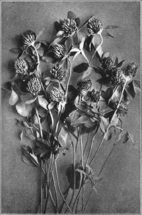 RED, or MEADOW CLOVER. Trifolium pratense
