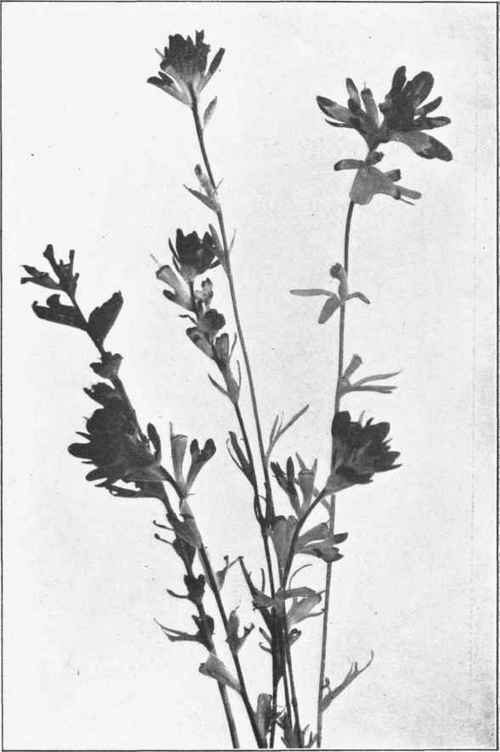 SCARLET PAINTED CUP. Castilleja coccinea