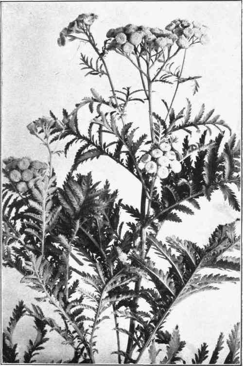 TANSY. BITTER BUTTONS. Tanacetum vulgare