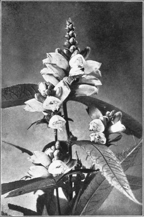 TURTLEHEAD. Chelone glabra