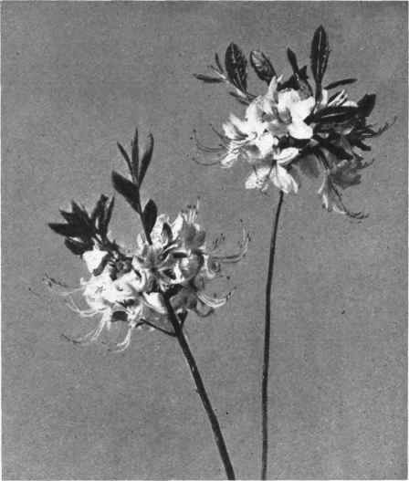 WILD HONEYSUCKLE. PINK AZALEA. Rhododendron nudiflorum