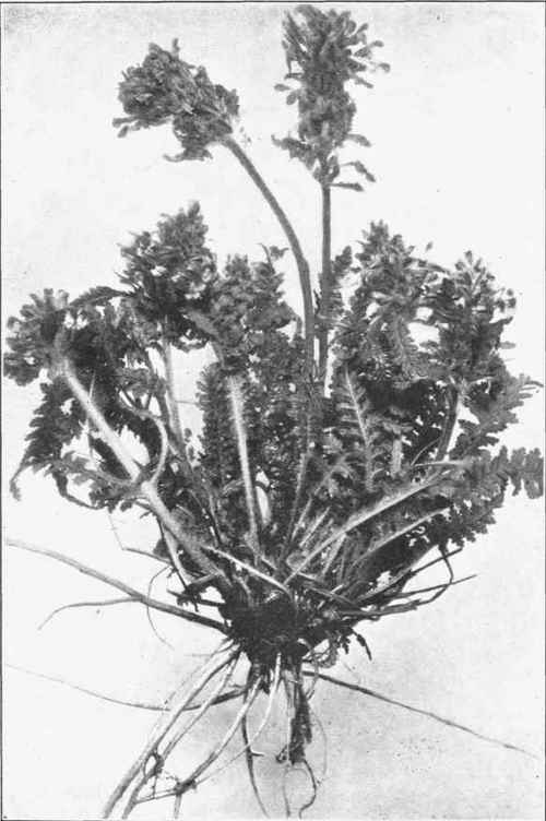 WOOD BETONY. Pedicularis canadensis