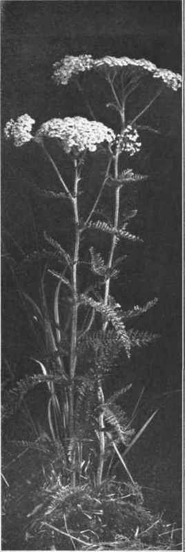 YARROW. Achillea Millefolium