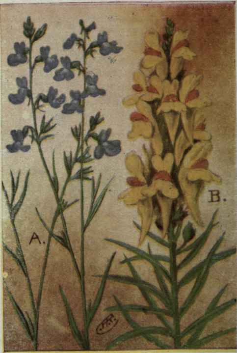 A. Blue Toadflax.