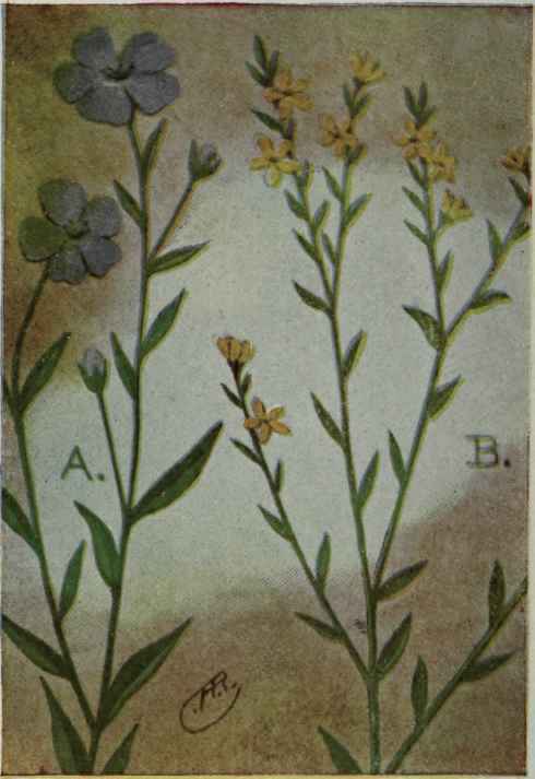 A. Common Flax. Linum usitatissimum.