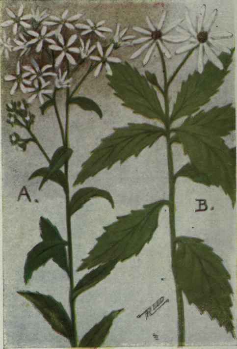 A. Flat topped Wood Aster.